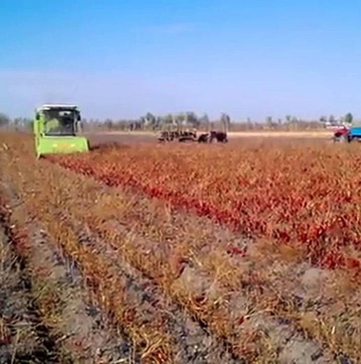 Máy Thu Hoạch Ớt Chỉ Thiên Khô