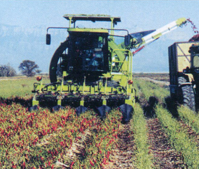 Máy Thu Hoạch Ớt Chỉ Thiên Tươi