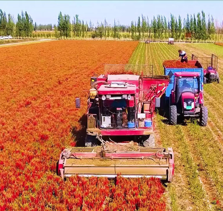 Máy Thu Hoạch Ớt Sừng Khô